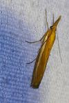 Agriphila tristella