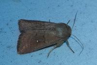 Mythimna albipuncta
