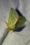 Bena bicolorana