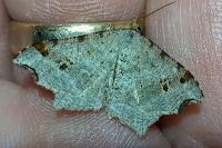 Macaria alternata