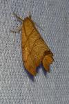Falcaria lacertinaria