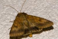 Helicoverpa armigera