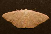 Cyclophora puppillaria