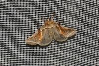 Habrosyne pyritoides
