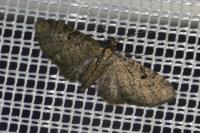 Eupithecia virgaureata