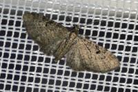 Eupithecia virgaureata