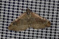 Xanthorhoe spadicearia/ferrugata