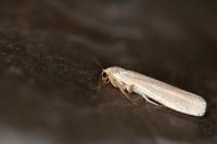 Manulea palliatella