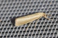 Agriphila straminella
