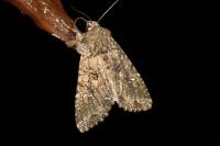 Mamestra brassicae