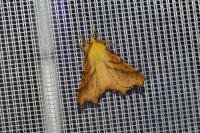 Ennomos alniaria