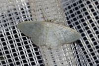 Idaea subsericeata