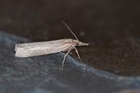 Pediasia contaminella
