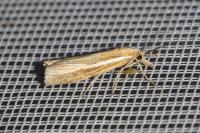 Agriphila tristella