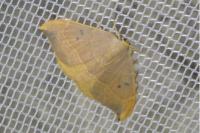 Watsonalla binaria