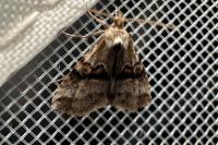 Zebeeba falsalis