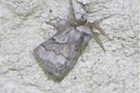 Trichiura crataegi