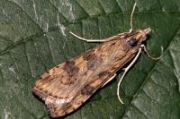 Nomophila noctuella