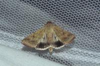 Helicoverpa armigera