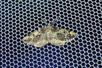 Cleorodes lichenaria