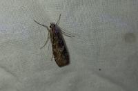 Nomophila noctuella