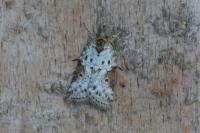 Nycteola revayana
