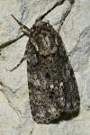 Acronicta rumicis