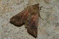 Mythimna albipuncta