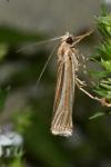 Ancylolomia tentaculella