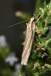 Ancylolomia tentaculella