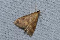 Ostrinia nubilalis