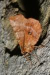 Selenia dentaria