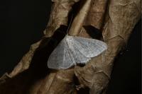 Idaea subsericeata