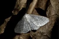 Idaea subsericeata