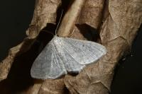 Idaea subsericeata