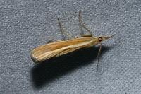 Agriphila tristella