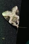 Pseudeustrotia candidula