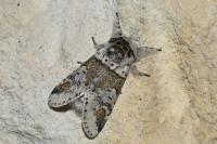 Furcula furcula