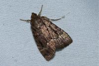 Amphipyra pyramidea