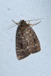 Amphipyra pyramidea