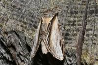 Pheosia tremula