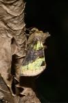 Diachrysia chrysitis