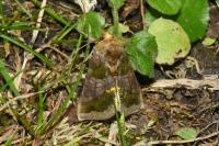 Diachrysia chrysitis