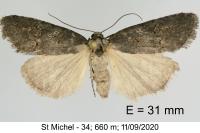 Stilbia anomala