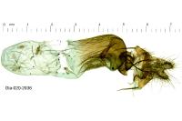 Stilbia anomala