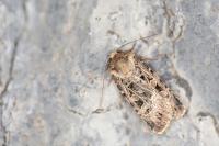 Chersotis oreina
