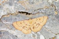 Cyclophora puppillaria