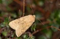 Dichagyris constanti