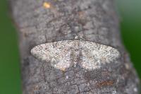 Eupithecia pusillata