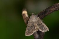 Euxoa decora simulatrix